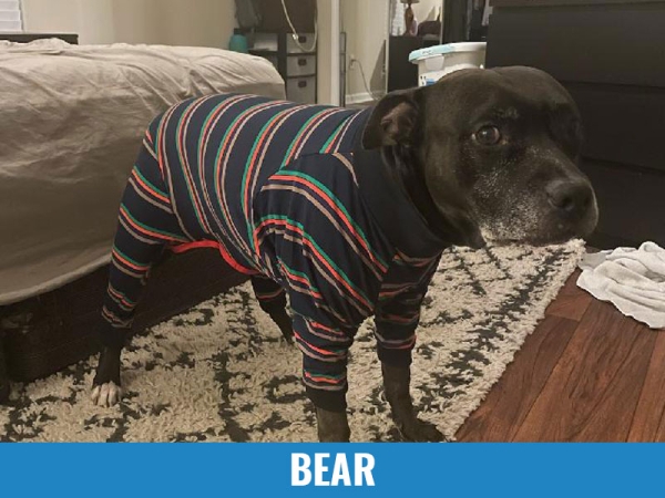 Bear