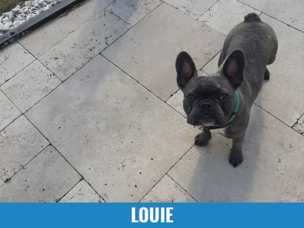 Louie