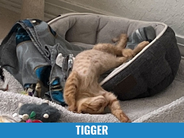 Tigger