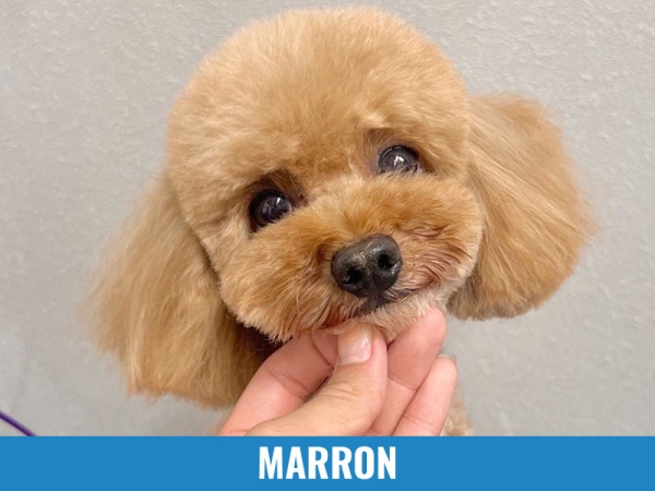 Marron