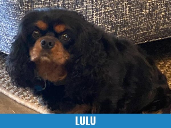 Lulu