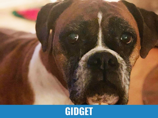 Gidget