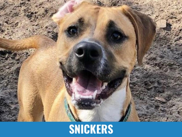 Snickers