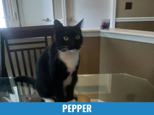 Pepper