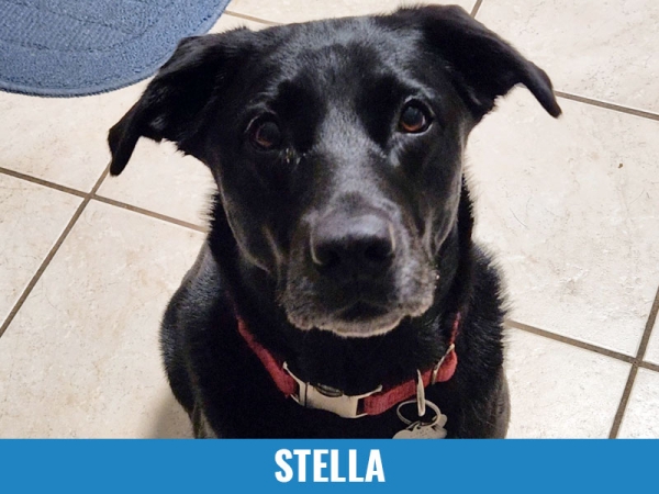 Stella