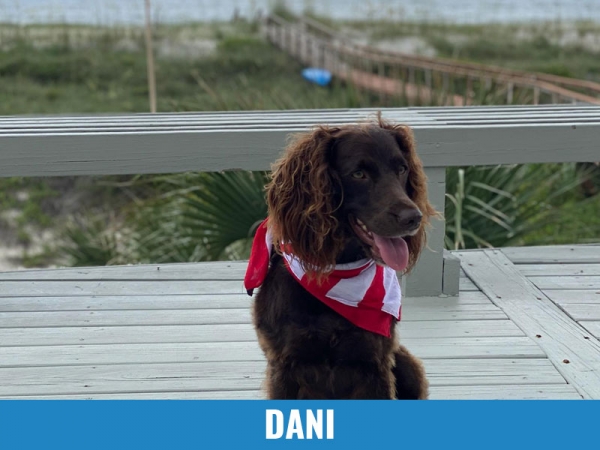 Dani