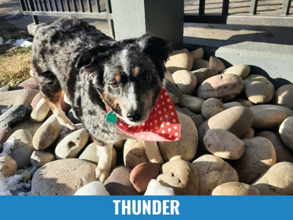 Thunder