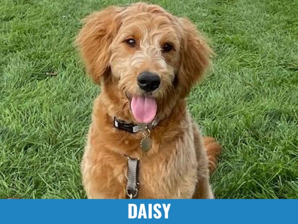 Daisy