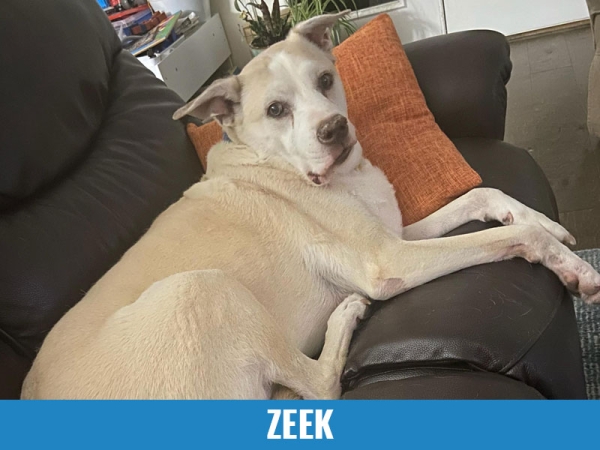 Zeek