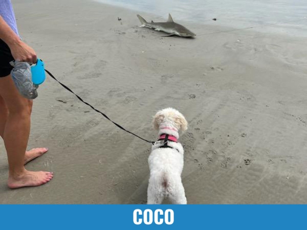 Coco