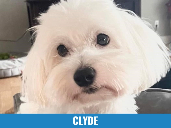 Clyde