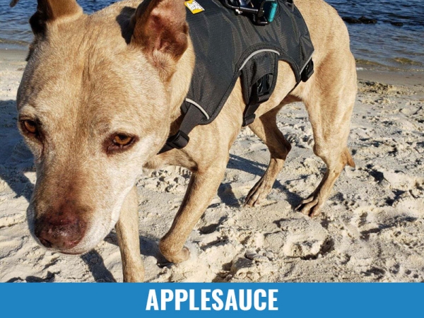 Applesauce
