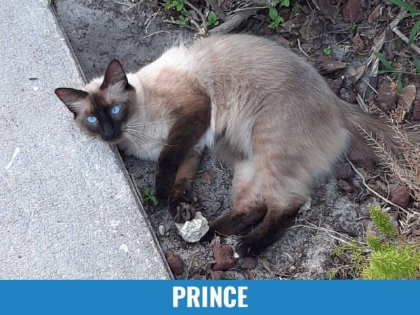 Prince