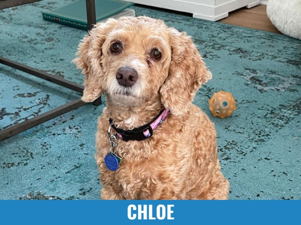 Chloe