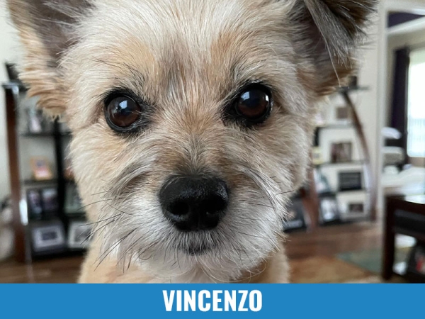 Vincenzo