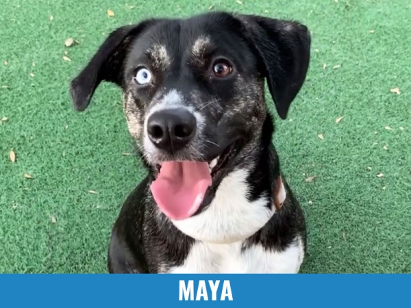 Maya