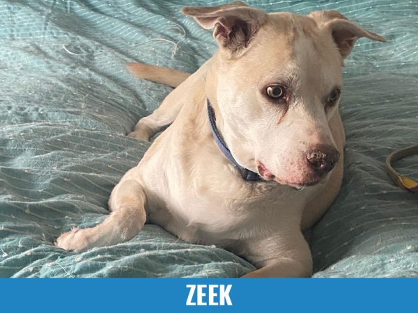 Zeek