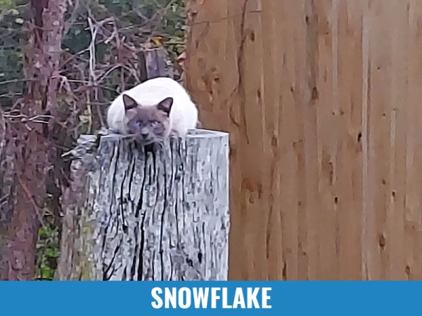 Snowflake