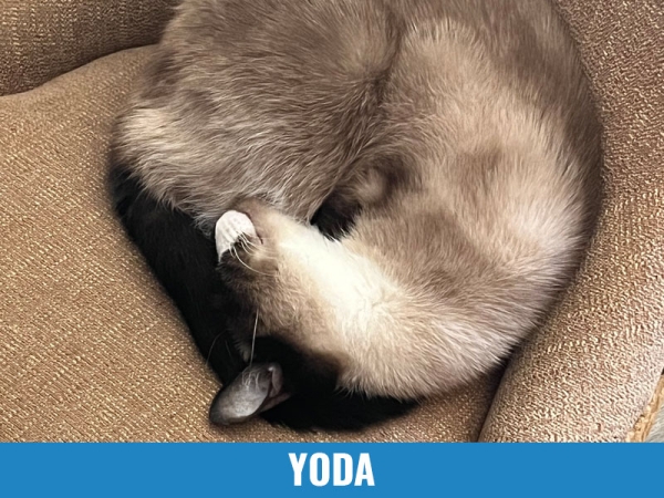 Yoda