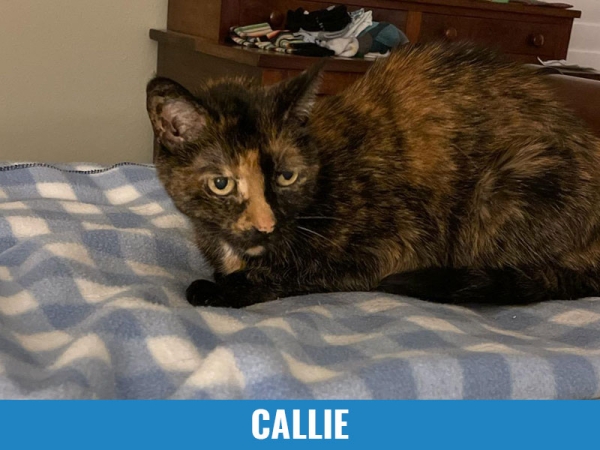Callie