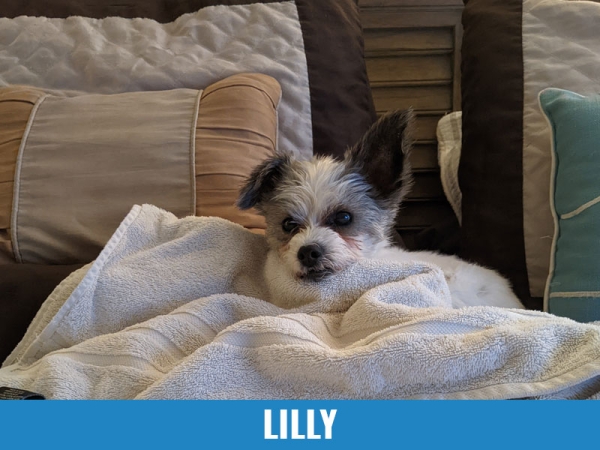 Lilly