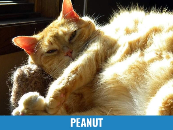Peanut