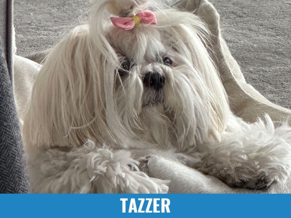 Tazzer