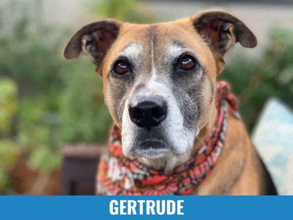 Gertrude