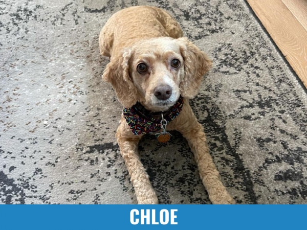 Chloe