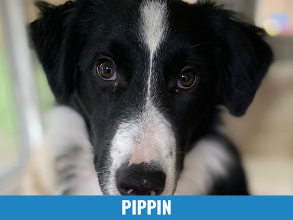 Pippen