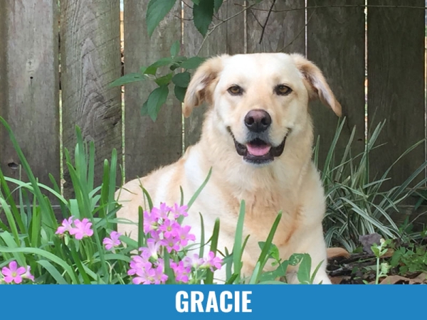 Gracie