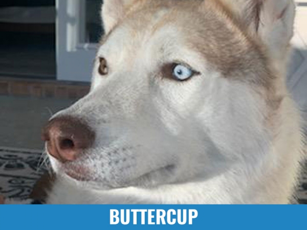 Buttercup