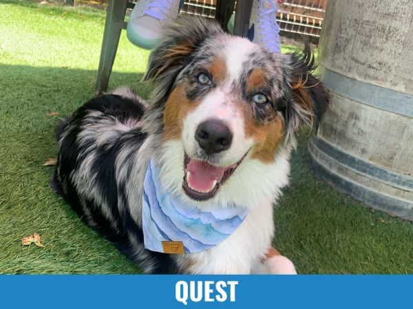 Quest