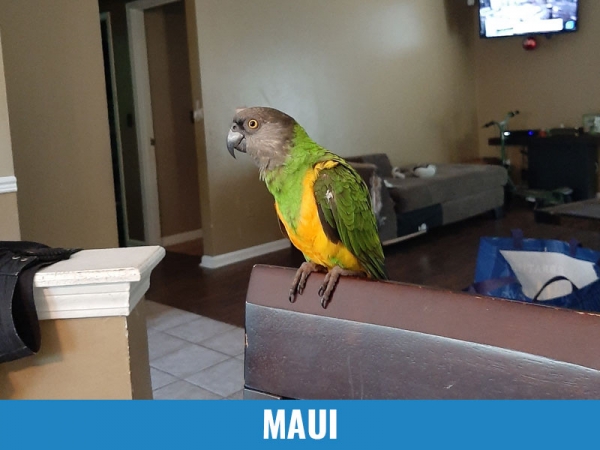 Maui