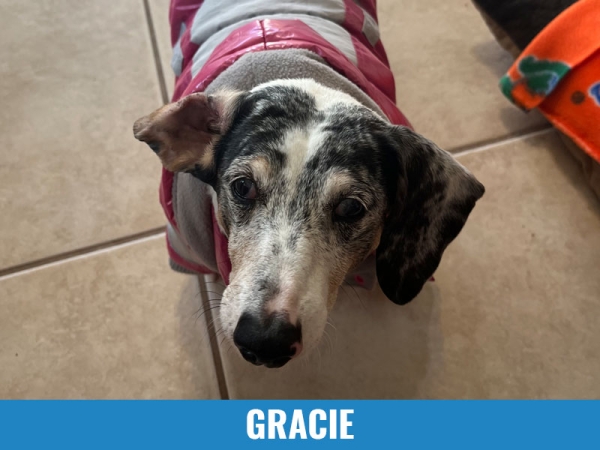 Gracie