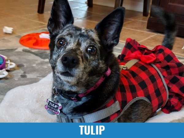 Tulip
