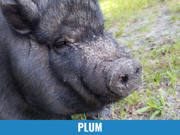 Plum