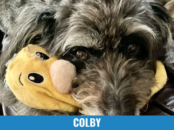 Colby