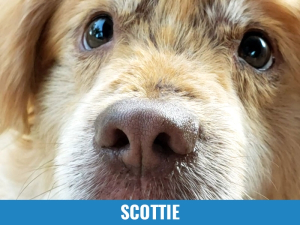 Scottie
