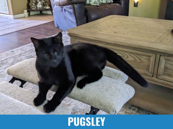 Pugsley
