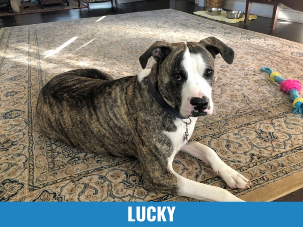 Lucky