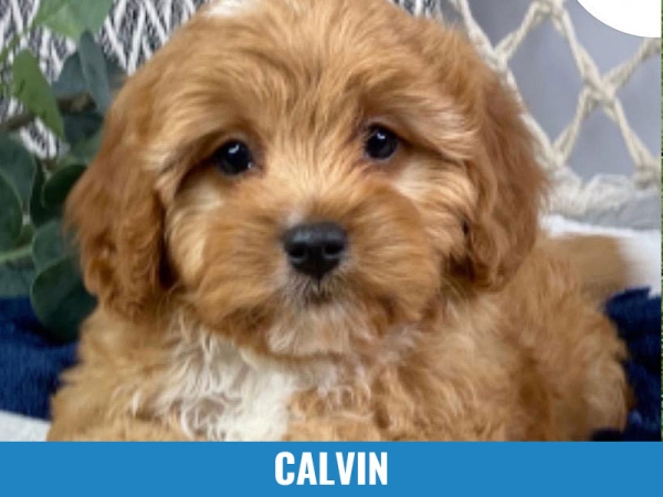 Calvin