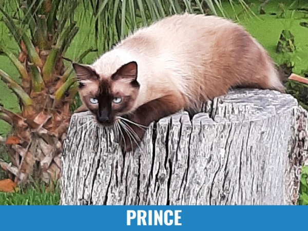 Prince