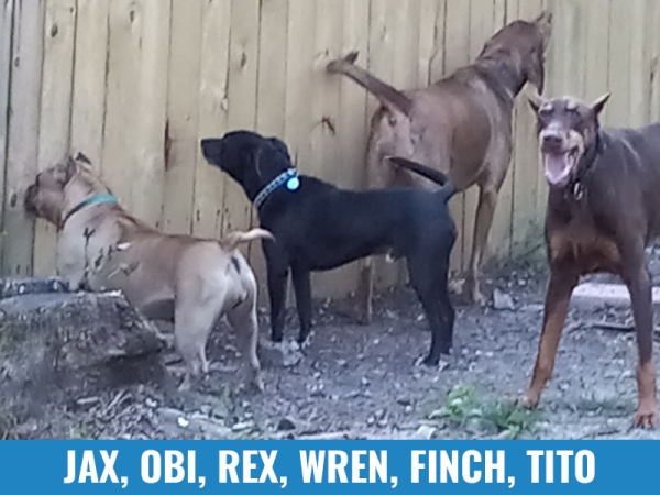 Jax, Obi, Rex, Wren, Finch, Tito