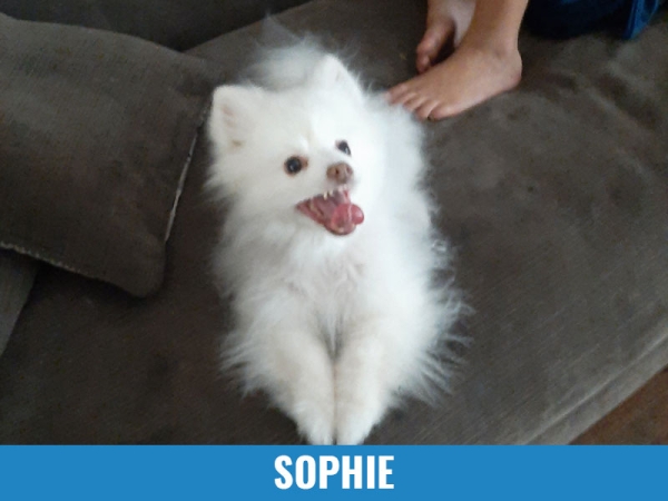 Sophie