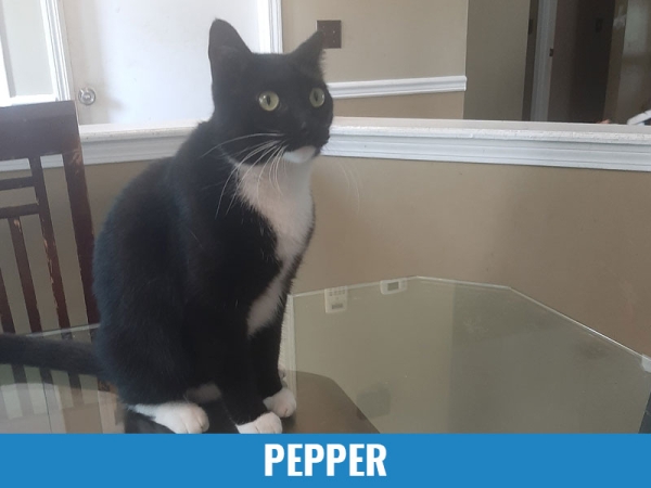 Pepper