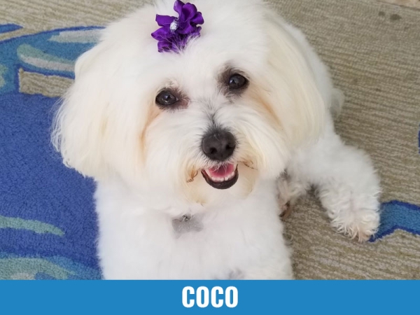 Coco