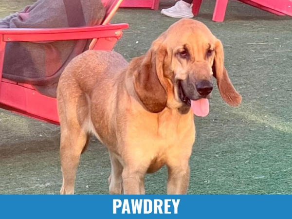 Pawdrey