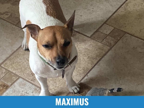 Maximus