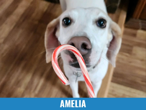 Amelia